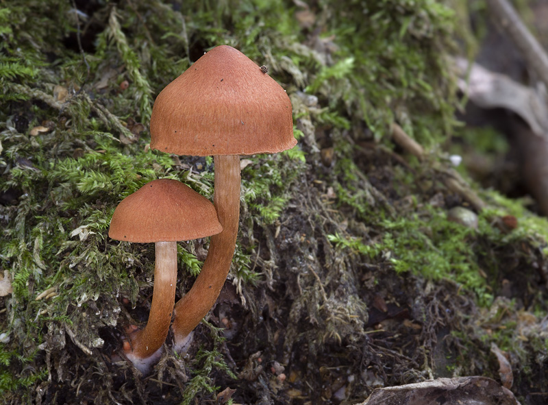 Cortinarius uliginosus